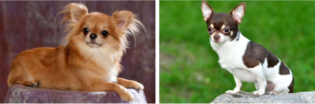 Chihuahua à poil court et à poil long