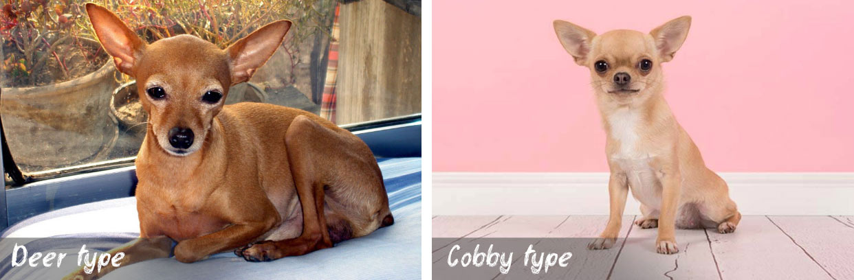Deux types de chihuahuas