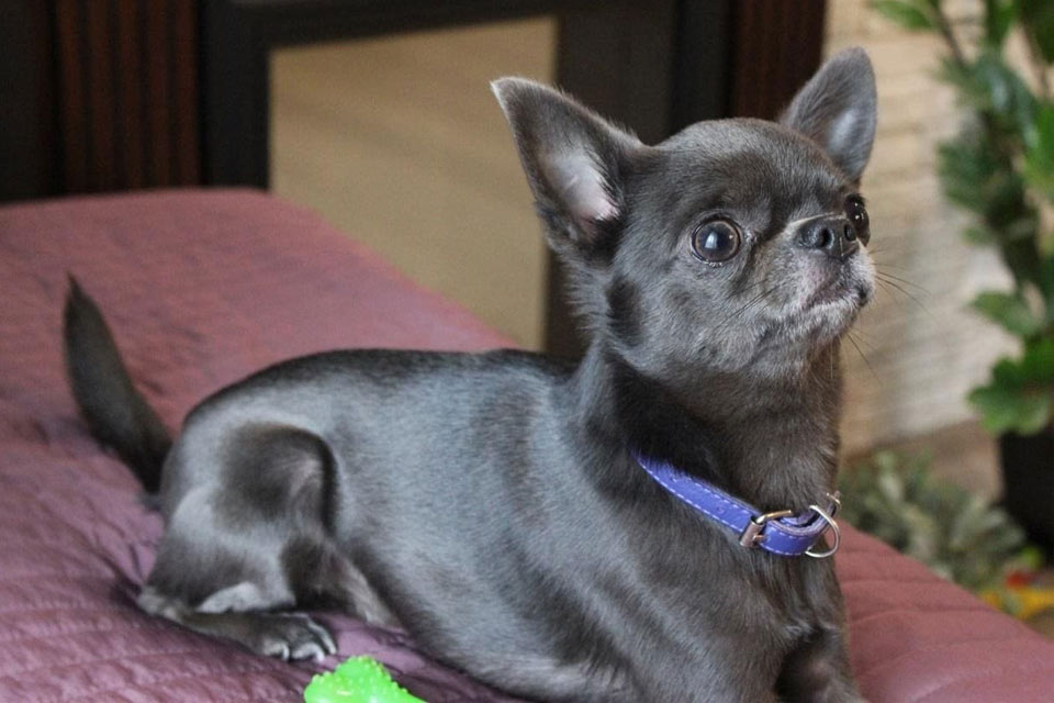 Chihuahua bleu (gris)