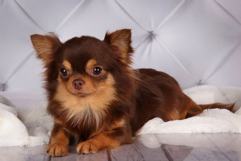 Chocolat Tan Chihuahua