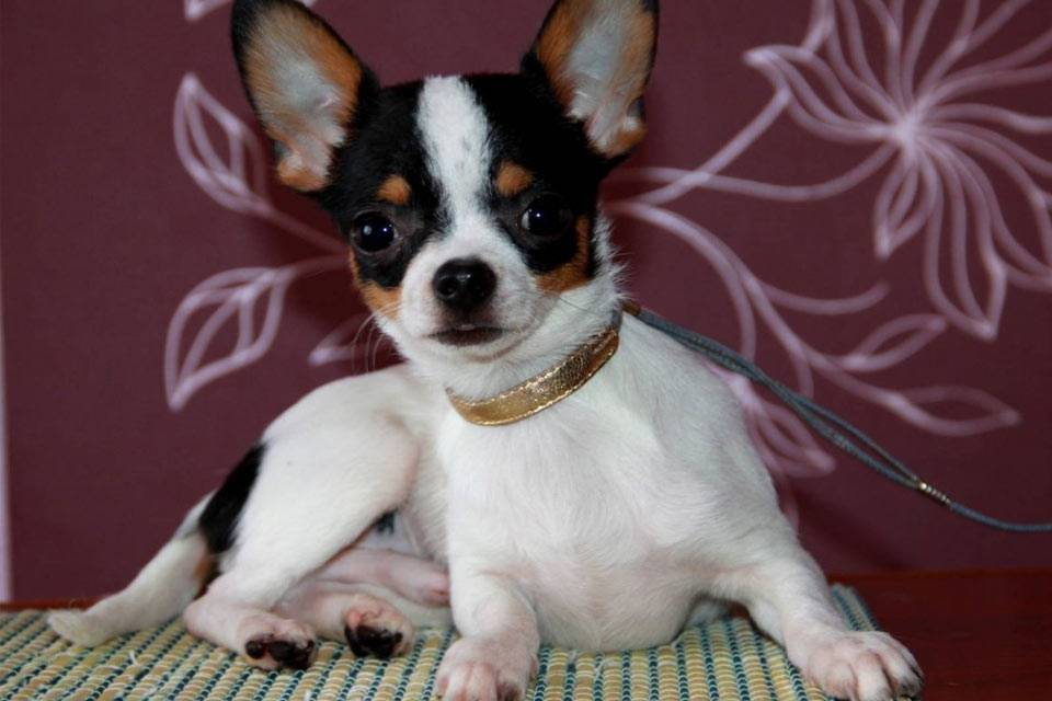 Chihuahua tricolore