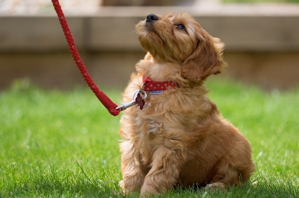 Un chiot en laisse sur la pelouse