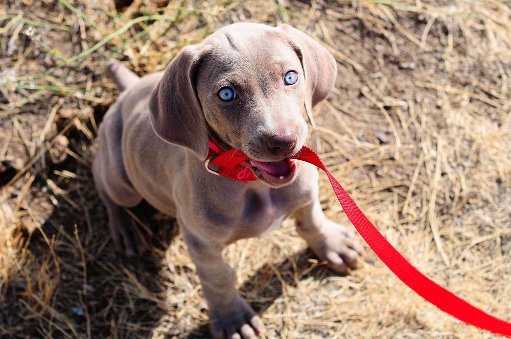 Un chiot avec une laisse rouge
