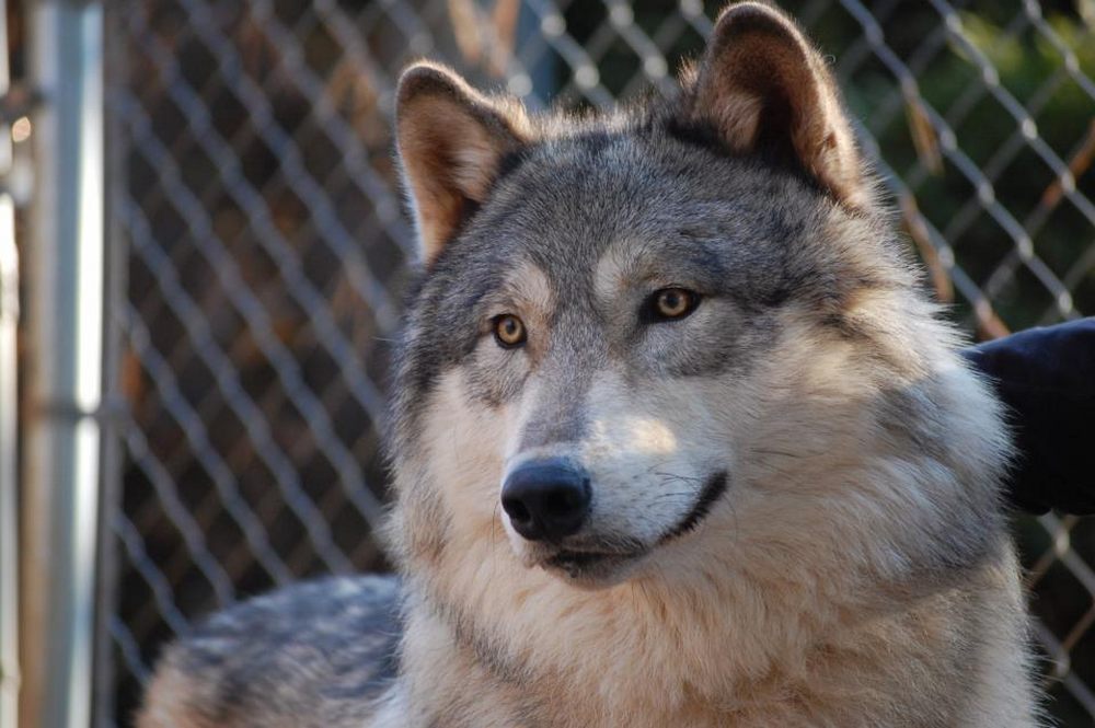 Un chien-loup devant une clôture