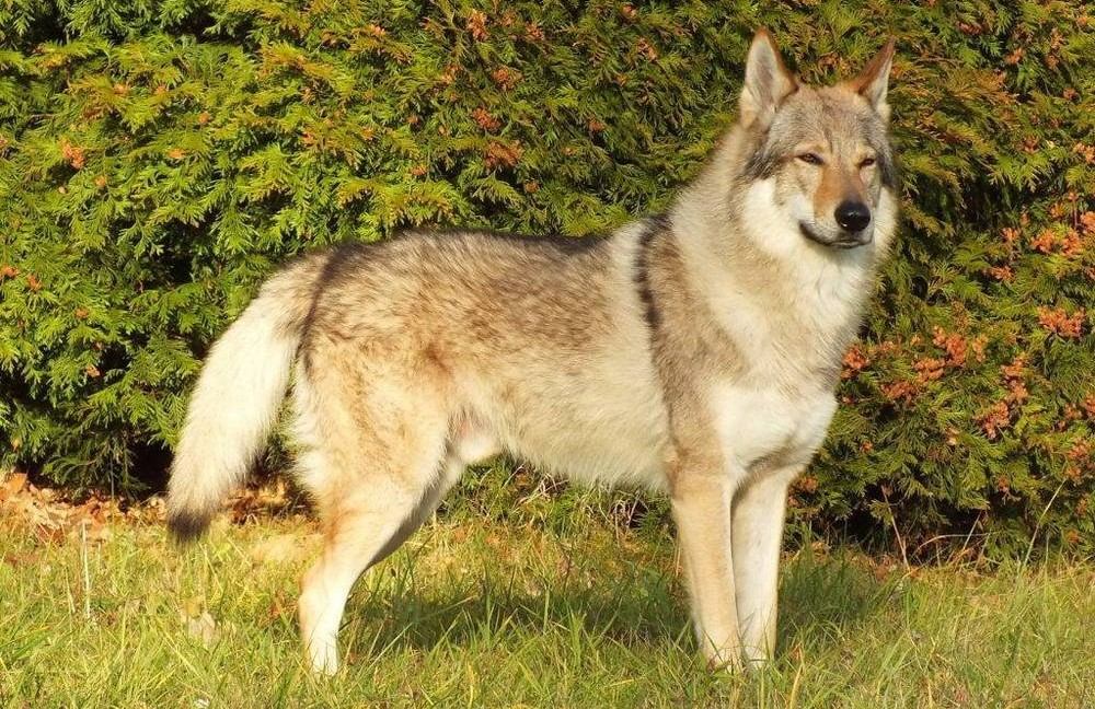 Chien-loup, herbe, arbres