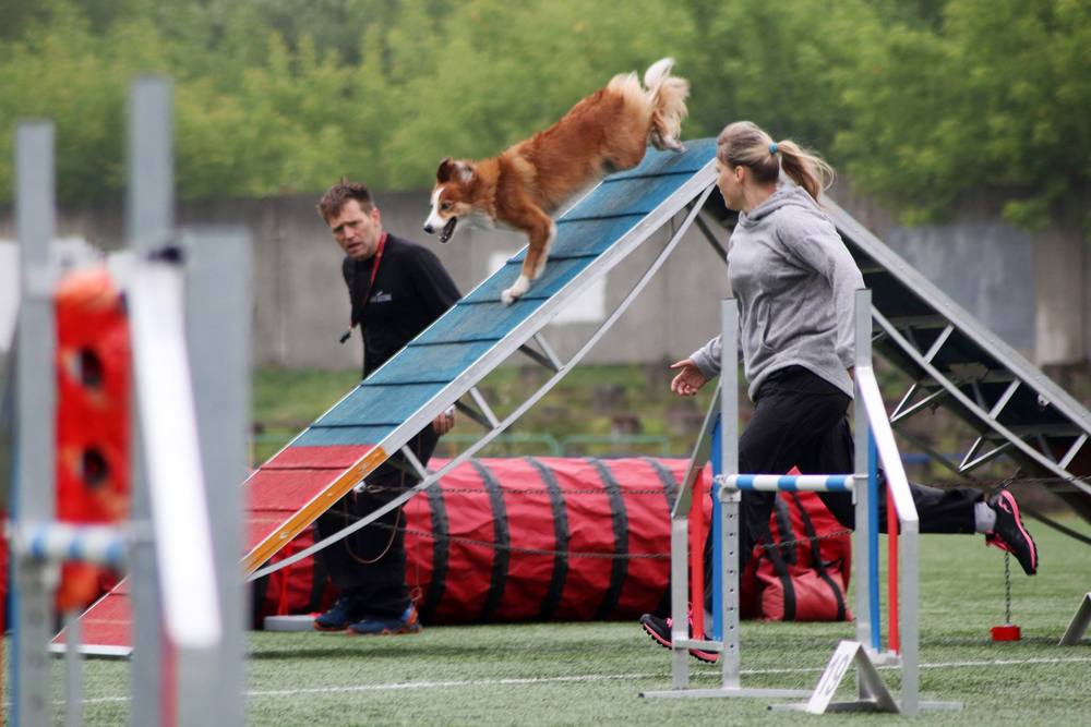 Fille, garçon, chien, parcours d'obstacles