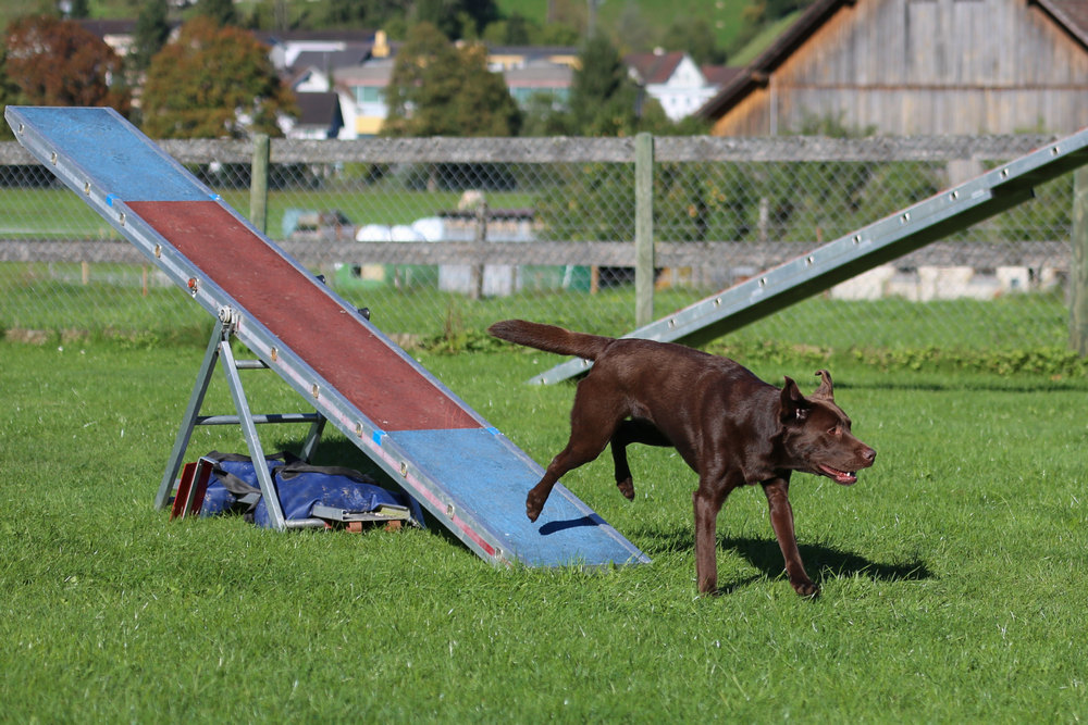 Un parcours d'obstacles sous forme de toboggan et de chien noir