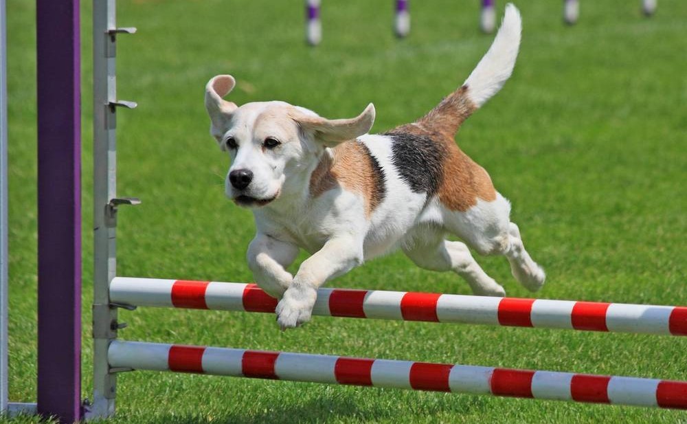 Chien et obstacles