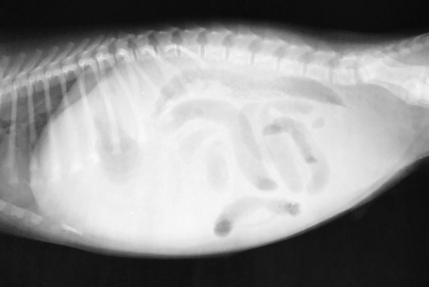 Radiographie de l'abdomen du chat