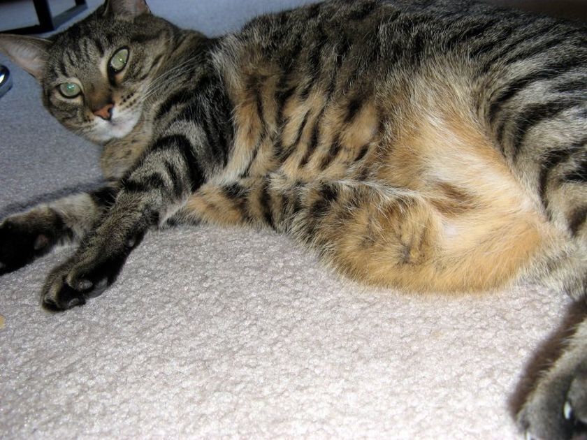 Hydropisie chez un chat