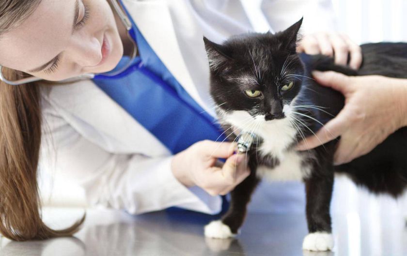 Un chat chez le vétérinaire