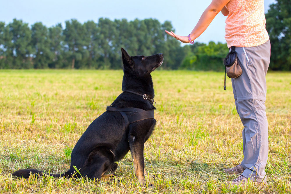 Dresseur, chien dans le champ, arbres