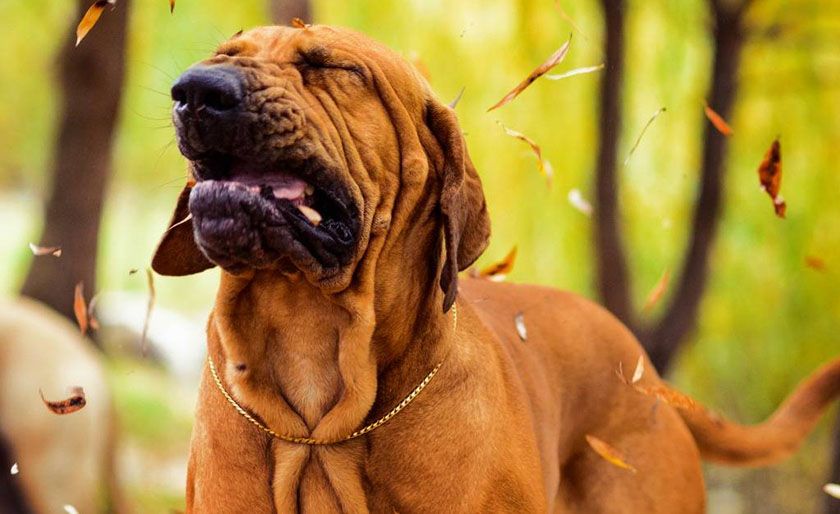 Éternuement inversé