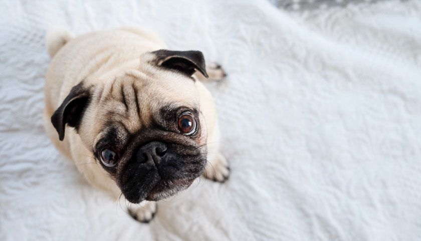 race de chien carlin