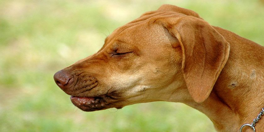 Éternuements inversés chez les chiens