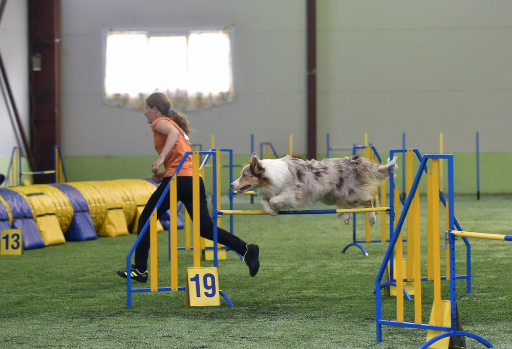 Chien, fille, parcours d'obstacles