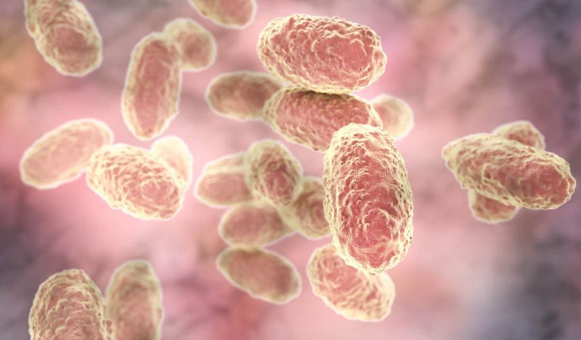 Bordetella bronchiseptica