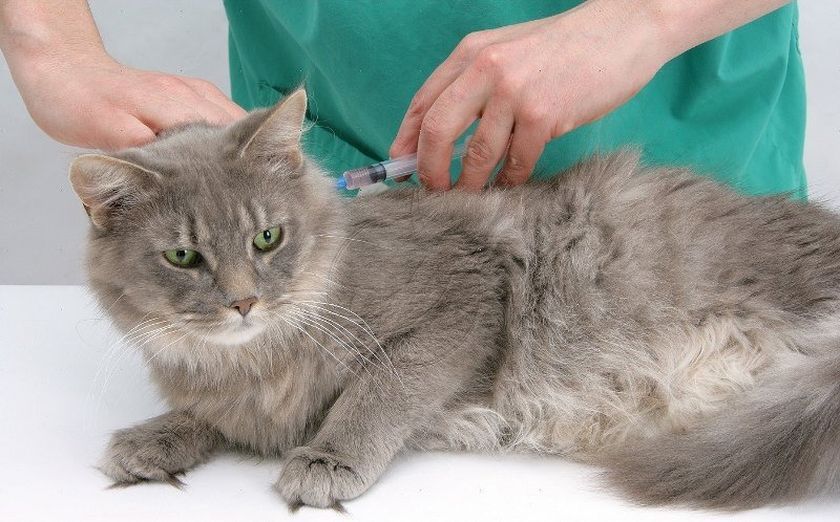 Un chat chez le médecin