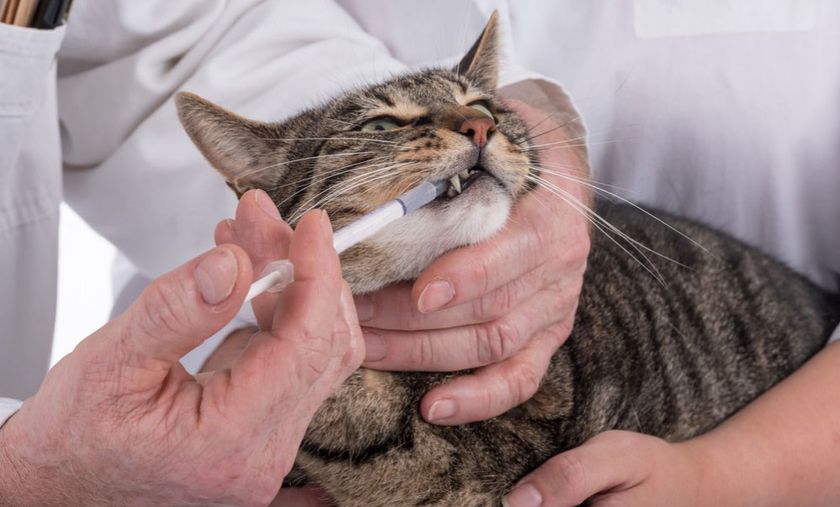 Médicaments pour chat
