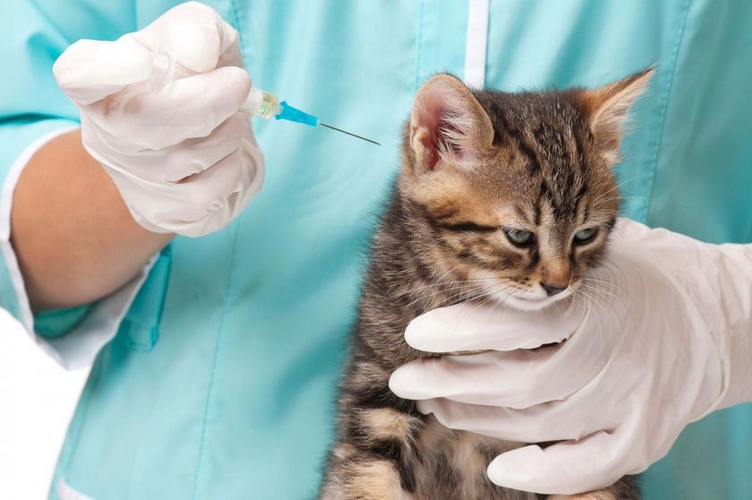 Une injection pour un chat