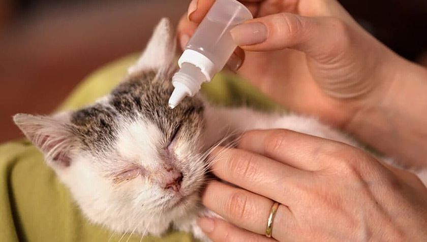 Gouttes pour les yeux