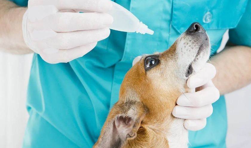 traitement pour chiens