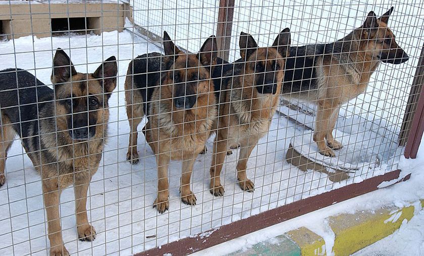Des chiens en cage
