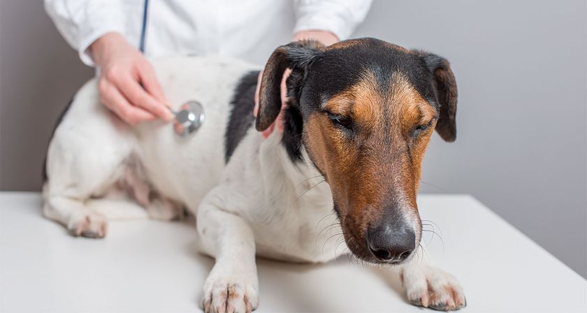 Un chien chez le médecin