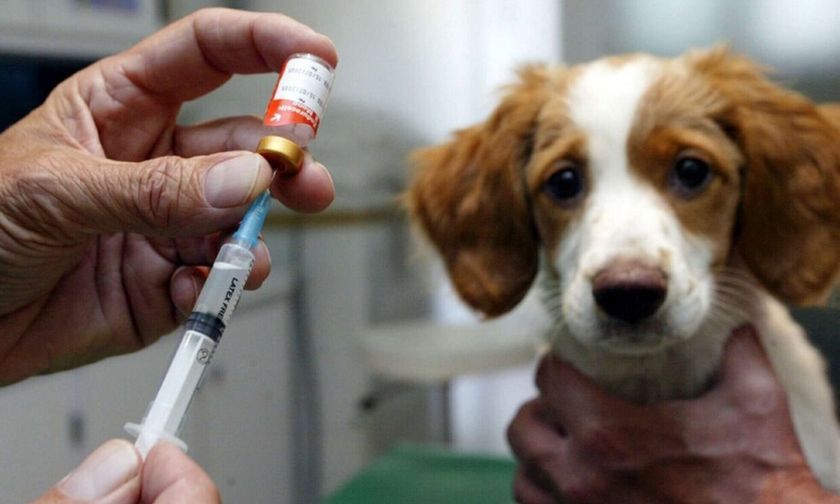 Vaccination des chiens