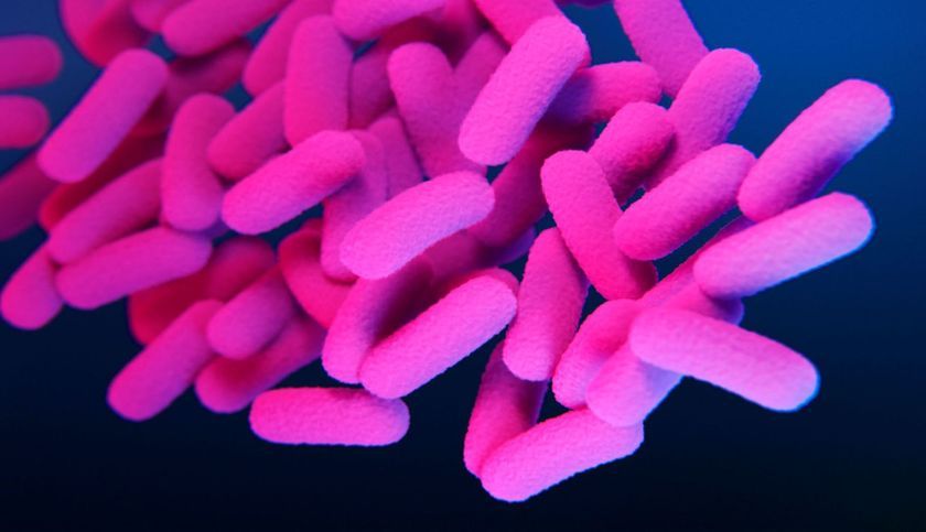 Bactéries Bordetella bronchiseptica