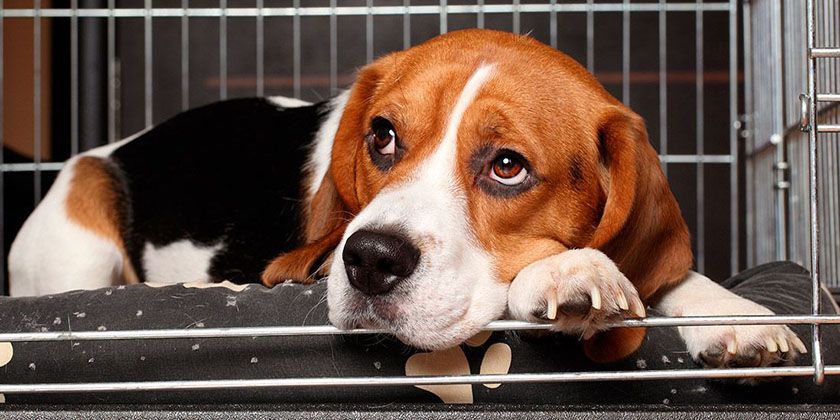 Bordetellose chez les chiens