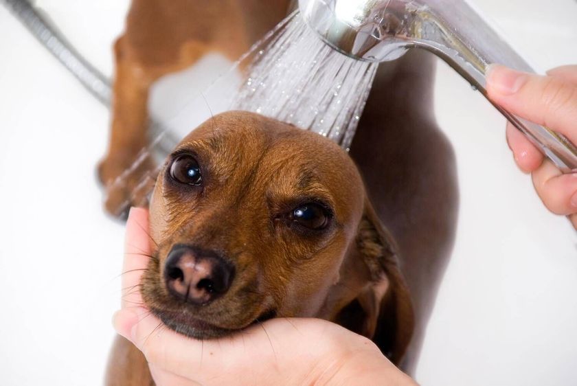 Donner un bain à un chien
