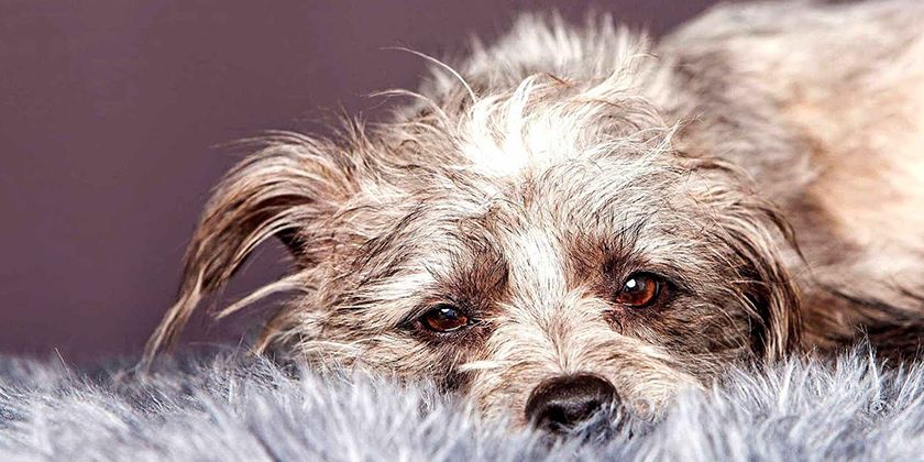 Ectoparasites du chien et traitements contre eux