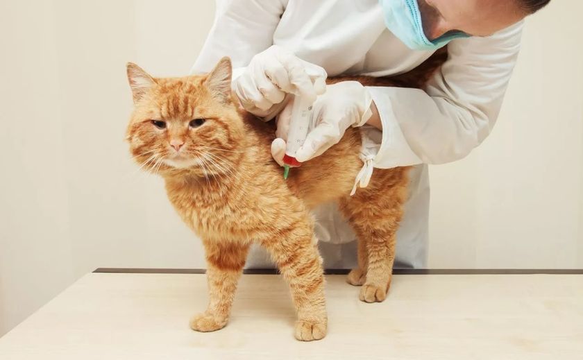 Un chat à l'hôpital