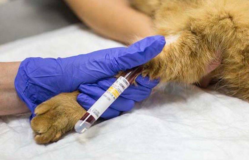 Analyse sanguine pour un chat