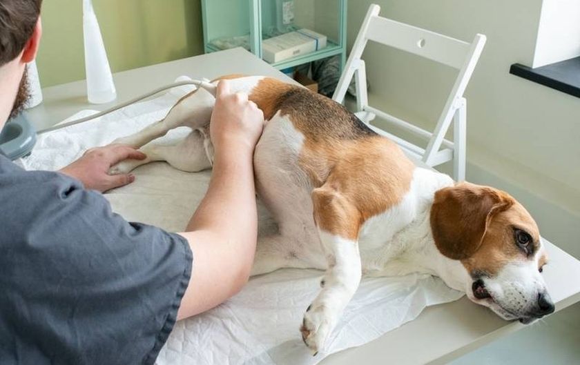 Échographie pour chien