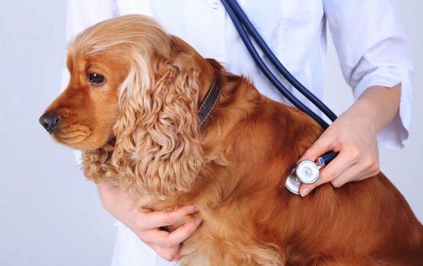 Un chien chez le médecin