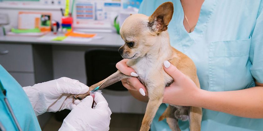 Coefficient de ritis chez les chiens