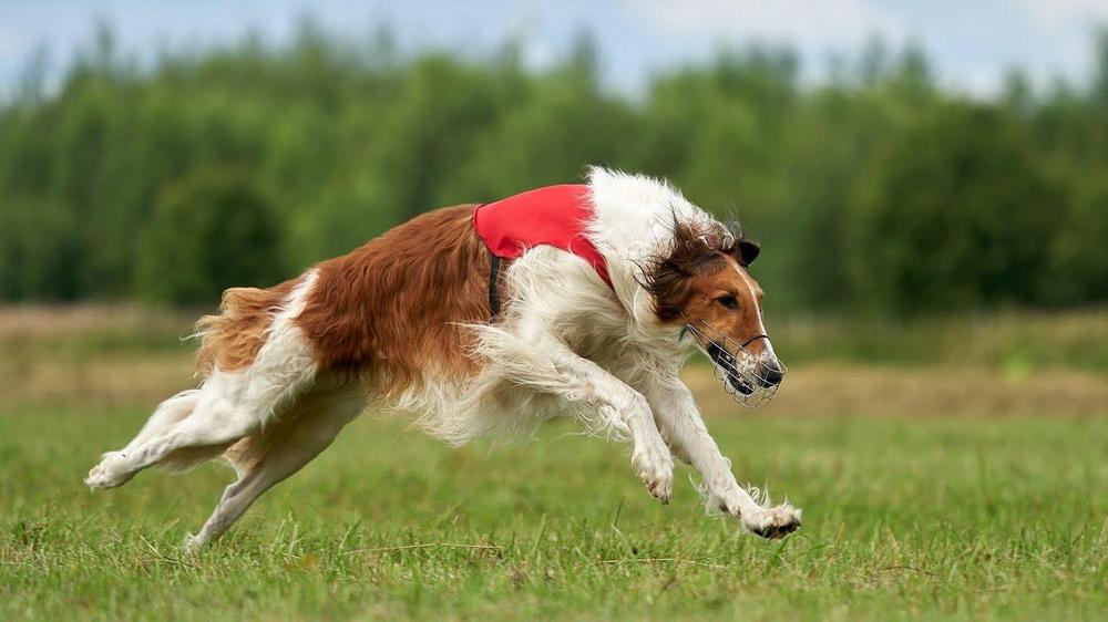 Chien dans le champ, arbres