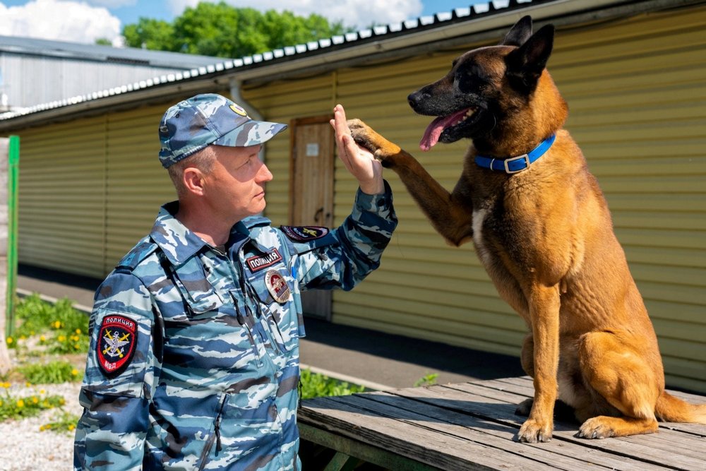 Chien, homme en uniforme, bâtiment avec porte