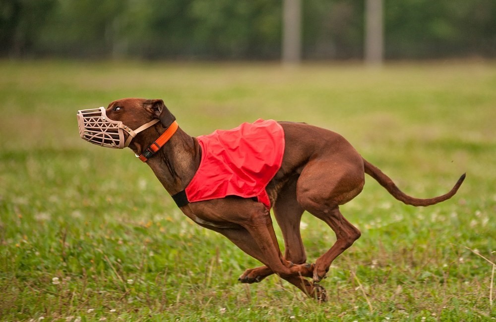 Un chien muselé, un champ