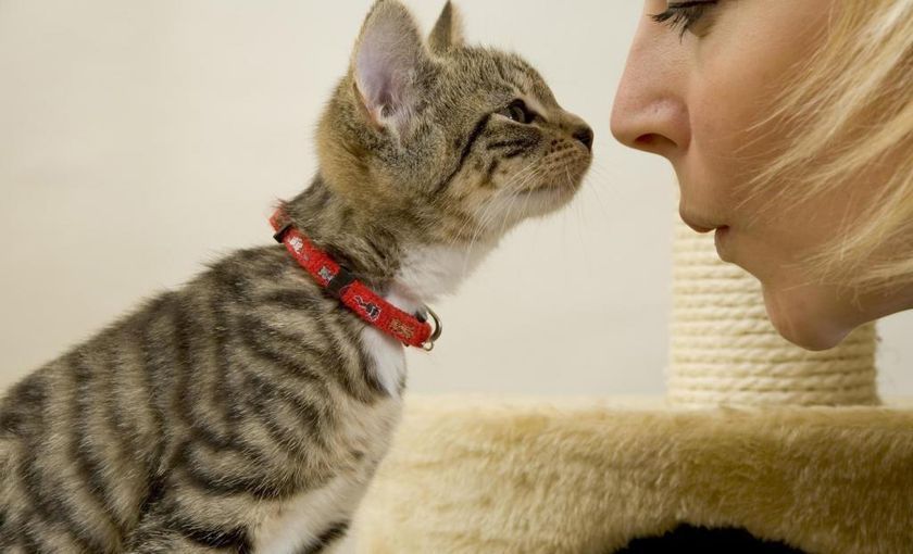 Chaton et propriétaire