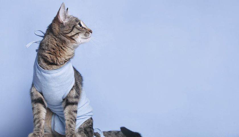 Chat après l'opération