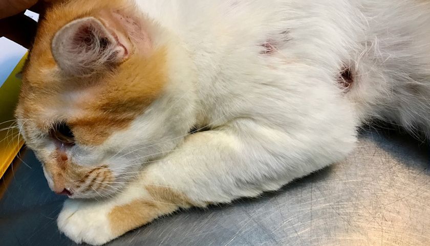 Un chat a une fistule