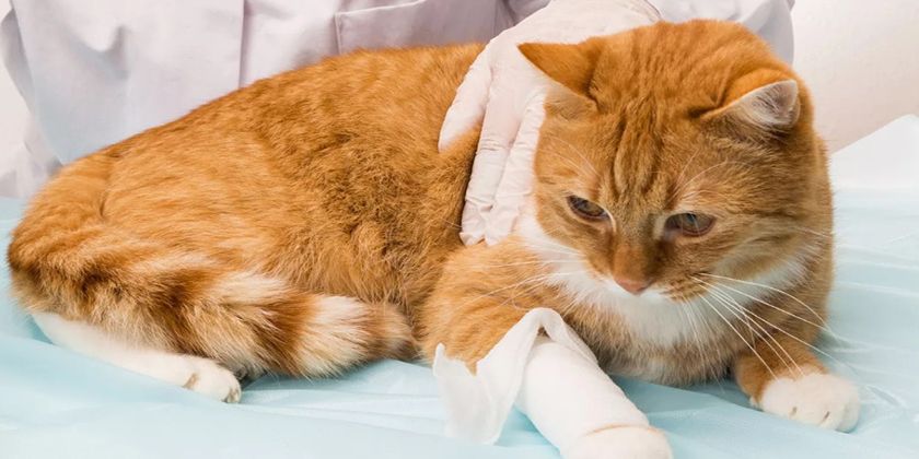 Fistule chez les chats