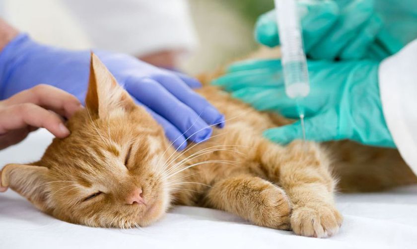 Chirurgie à la clinique vétérinaire