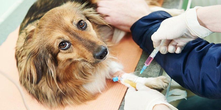 Fistule chez un chien