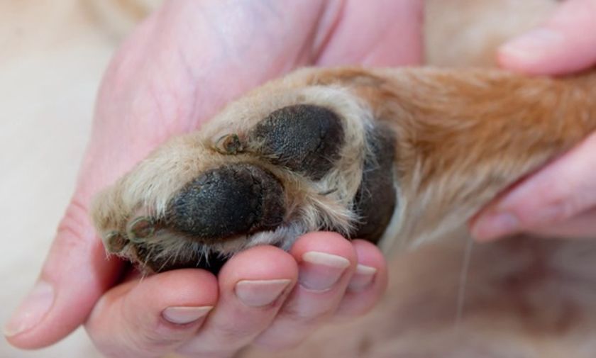 Blessure à la patte