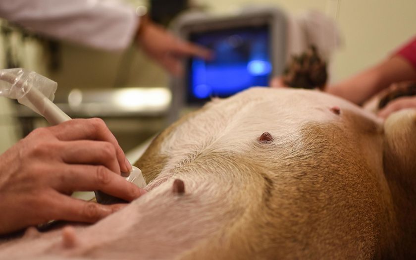 Échographie d'une chienne gestante
