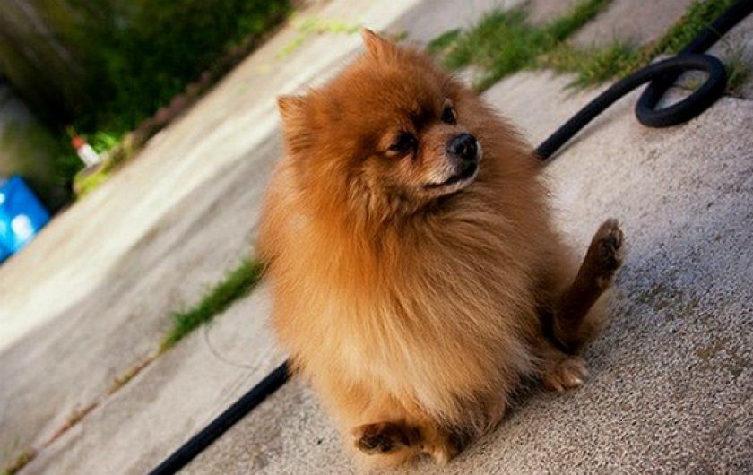 Inflammation des glandes para-anales